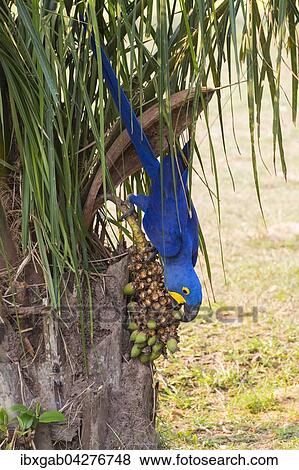 Stock Photo - Hyazinth-Ara (Anodorhynchus hyacinthinus), beim Fressen von Nussen, Pantanal, Mato Grosso, Brasilien, Sudamerika. Fotosearch