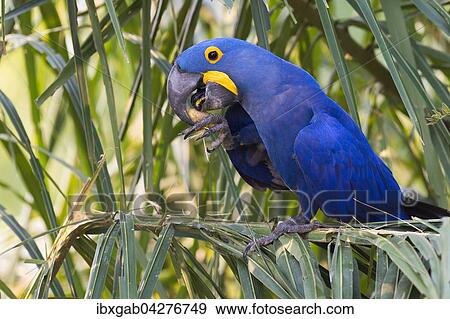 Hyazinth-Ara (Anodorhynchus hyacinthinus), beim Fressen von Nussen, Pantanal, Mato Grosso, Brasilien, Sudamerika View Large Photo Image Stock Photo - Hyazinth-Ara (Anodorhynchus hyacinthinus), beim Fressen von Nussen, Pantanal, Mato Grosso, Brasilien, Sudamerika. Fotosearch