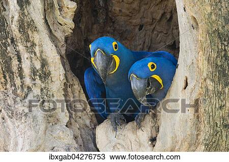 Stock Image - Hyazinth-Aras (Anodorhynchus hyacinthinus), Parchen, im Nest im Baum, Pantanal, Mato Grosso, Brasilien, Sudamerika. Fotosearch