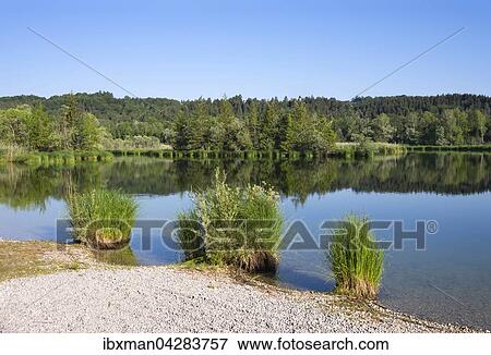 Ickinger Stausee in Naturschutzgebiet Isarauen mit Kirche von Icking, Pupplinger Au, Oberbayern, Bayern, Deutschland, Europa View Large Photo Image Stock Photo - Ickinger Stausee in Naturschutzgebiet Isarauen mit Kirche von Icking, Pupplinger Au, Oberbayern, Bayern, Deutschland, Europa. Fotosearch