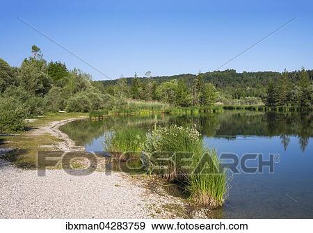 Ickinger Stausee in Naturschutzgebiet Isarauen, Pupplinger Au, Oberbayern, Bayern, Deutschland, Europa View Large Photo Image Stock Photo - Ickinger Stausee in Naturschutzgebiet Isarauen, Pupplinger Au, Oberbayern, Bayern, Deutschland, Europa. Fotosearch