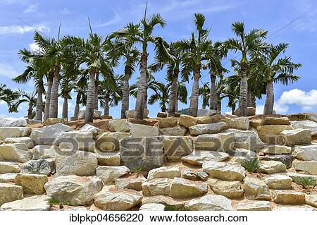 Imitation Stonehenge with Palms, Nong Nooch Tropical Botanical Garden, Pattaya, Thailand, Asia View Large Photo Image Stock Image - Imitation Stonehenge with Palms, Nong Nooch Tropical Botanical Garden, Pattaya, Thailand, Asia. Fotosearch