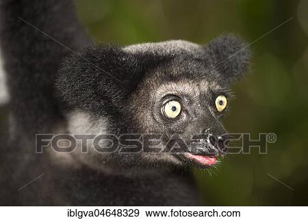 Indri (Indri indri), animal portrait, Akanin Ny Nofy, Madagascar, Africa View Large Photo Image Stock Photo - Indri (Indri indri), animal portrait, Akanin Ny Nofy, Madagascar, Africa. Fotosearch