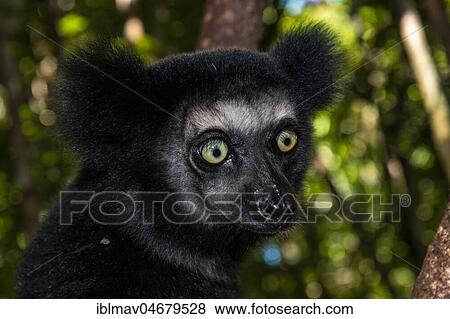 Indri (Indri indri), animal portrait, Akanin'ny nofy Reserve, Madagascar, Africa View Large Photo Image Stock Photo - Indri (Indri indri), animal portrait, Akanin'ny nofy Reserve, Madagascar, Africa. Fotosearch