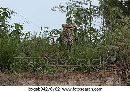Jaguar (Panthera onca) am Ufer des Rio Cuiaba, Pantanal, Mato Grosso, Brasilien, Sudamerika View Large Photo Image Stock Image - Jaguar (Panthera onca) am Ufer des Rio Cuiaba, Pantanal, Mato Grosso, Brasilien, Sudamerika. Fotosearch