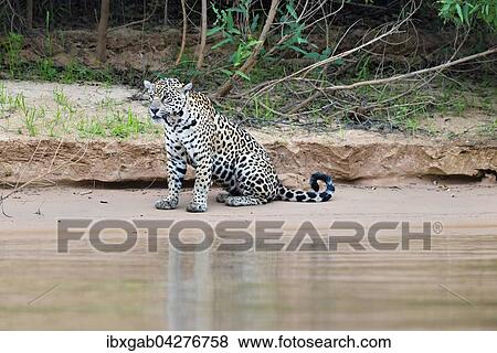 Stock Photo - Jaguar (Panthera onca) am Ufer des Rio Cuiaba sitzend, Pantanal, Mato Grosso, Brasilien, Sudamerika. Fotosearch