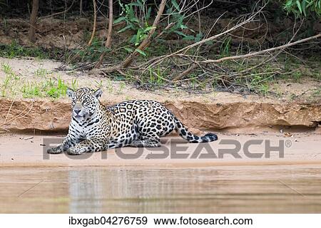 Jaguar (Panthera onca) am Ufer des Rio Cuiaba liegend, Pantanal, Mato Grosso, Brasilien, Sudamerika View Large Photo Image Stock Photo - Jaguar (Panthera onca) am Ufer des Rio Cuiaba liegend, Pantanal, Mato Grosso, Brasilien, Sudamerika. Fotosearch