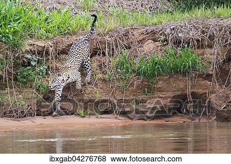 Jaguar (Panthera onca) am Ufer des Rio Cuiaba, Pantanal, Mato Grosso, Brasilien, Sudamerika View Large Photo Image Stock Photo - Jaguar (Panthera onca) am Ufer des Rio Cuiaba, Pantanal, Mato Grosso, Brasilien, Sudamerika. Fotosearch