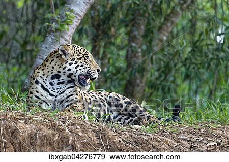 Jaguar (Panthera onca) am Ufer des Rio Cuiaba liegend, Pantanal, Mato Grosso, Brasilien, Sudamerika View Large Photo Image Stock Photo - Jaguar (Panthera onca) am Ufer des Rio Cuiaba liegend, Pantanal, Mato Grosso, Brasilien, Sudamerika. Fotosearch