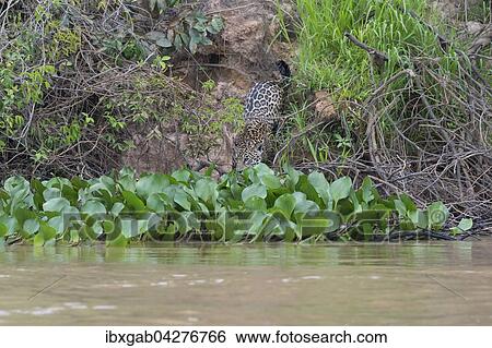 Stock Photograph - Jaguar (Panthera onca) am Ufer des Rio Cuiaba, Pantanal, Mato Grosso, Brasilien, Sudamerika. Fotosearch