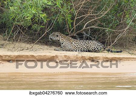 Jaguar (Panthera onca), auf der Pirsch am Rio Cuiaba, Pantanal, Mato Grosso, Brasilien, Sudamerika View Large Photo Image Stock Image - Jaguar (Panthera onca), auf der Pirsch am Rio Cuiaba, Pantanal, Mato Grosso, Brasilien, Sudamerika. Fotosearch