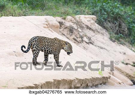 Jaguar (Panthera onca), auf einer Sandbank, Rio Cuiaba, Pantanal, Mato Grosso, Brasilien, Sudamerika View Large Photo Image Stock Photography - Jaguar (Panthera onca), auf einer Sandbank, Rio Cuiaba, Pantanal, Mato Grosso, Brasilien, Sudamerika. Fotosearch