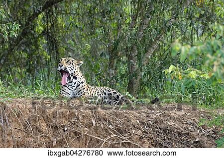 Jaguar (Panthera onca), gahnend, am Ufer des Rio Cuiaba liegend, Pantanal, Mato Grosso, Brasilien, Sudamerika View Large Photo Image Stock Image - Jaguar (Panthera onca), gahnend, am Ufer des Rio Cuiaba liegend, Pantanal, Mato Grosso, Brasilien, Sudamerika. Fotosearch