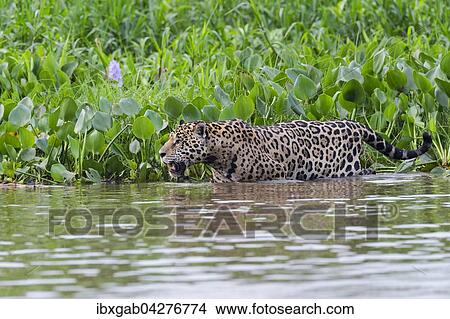 Jaguar (Panthera onca) im Wasser des Rio Cuiaba, Pantanal, Mato Grosso, Brasilien, Sudamerika View Large Photo Image Picture - Jaguar (Panthera onca) im Wasser des Rio Cuiaba, Pantanal, Mato Grosso, Brasilien, Sudamerika. Fotosearch