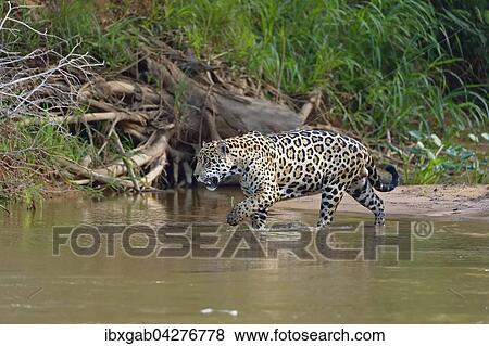 Jaguar (Panthera onca) im Wasser des Rio Cuiaba, Pantanal, Mato Grosso, Brasilien, Sudamerika View Large Photo Image Stock Photo - Jaguar (Panthera onca) im Wasser des Rio Cuiaba, Pantanal, Mato Grosso, Brasilien, Sudamerika. Fotosearch