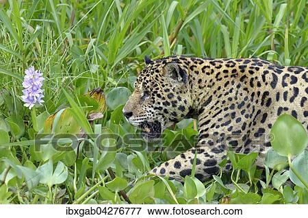 Jaguar (Panthera onca) mit Wasserhyazinthe (Eichhornia crassipes) am Rio Cuiaba, Pantanal, Mato Grosso, Brasilien, Sudamerika View Large Photo Image Stock Photo - Jaguar (Panthera onca) mit Wasserhyazinthe (Eichhornia crassipes) am Rio Cuiaba, Pantanal, Mato Grosso, Brasilien, Sudamerika. Fotosearch