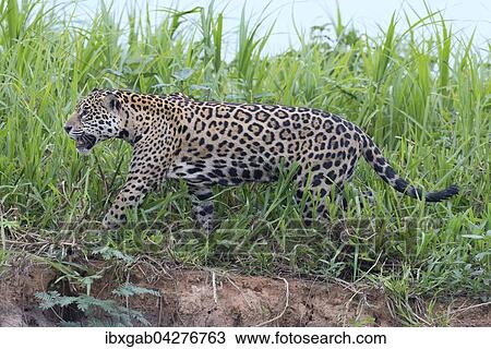 Jaguar (Panthera onca), unterwegs am Ufer des Rio Cuiaba, Pantanal, Mato Grosso, Brasilien, Sudamerika View Large Photo Image Stock Image - Jaguar (Panthera onca), unterwegs am Ufer des Rio Cuiaba, Pantanal, Mato Grosso, Brasilien, Sudamerika. Fotosearch