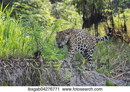 Jaguar (Panthera onca), unterwegs am Ufer des Rio Cuiaba, Pantanal, Mato Grosso, Brasilien, Sudamerika View Large Photo Image Stock Image - Jaguar (Panthera onca), unterwegs am Ufer des Rio Cuiaba, Pantanal, Mato Grosso, Brasilien, Sudamerika. Fotosearch