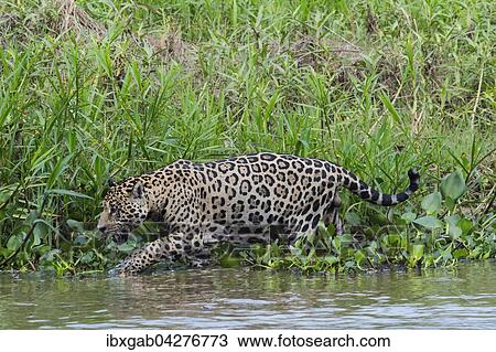 Stock Image - Jaguar (Panthera onca) unterwegs am Ufer des Rio Cuiaba, Pantanal, Mato Grosso, Brasilien, Sudamerika. Fotosearch