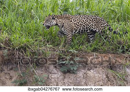 Jaguar (Panthera onca), unterwegs am Ufer des Rio Cuiaba, Pantanal, Mato Grosso, Brasilien, Sudamerika View Large Photo Image Stock Photo - Jaguar (Panthera onca), unterwegs am Ufer des Rio Cuiaba, Pantanal, Mato Grosso, Brasilien, Sudamerika. Fotosearch