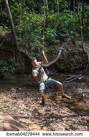 Picture - Junger Mann, Tourist schwingt an einer Liane im Dschungel, tropischer Regenwald, Nationalpark Taman Negara, Malaysia, Asien. Fotosearch