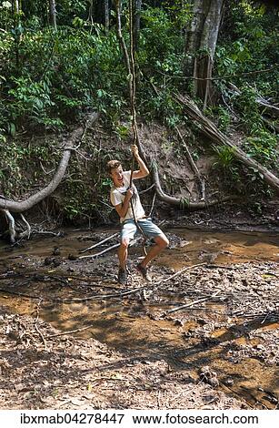 Stock Photo - Junger Mann, Tourist schwingt an einer Liane im Dschungel, tropischer Regenwald, Nationalpark Taman Negara, Malaysia, Asien. Fotosearch