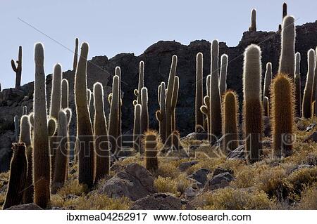 Kakteen (Echinopsis atacamensis), Isla Incahuasi oder Isla del pescado, Salar de Uyuni, Altiplano, Bolivien, Sudamerika View Large Photo Image Stock Photo - Kakteen (Echinopsis atacamensis), Isla Incahuasi oder Isla del pescado, Salar de Uyuni, Altiplano, Bolivien, Sudamerika. Fotosearch