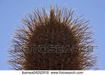 Kaktus (Echinopsis atacamensis), Detail, Isla Incahuasi oder Isla del pescado, Salar de Uyuni, Altiplano, Bolivien, Sudamerika View Large Photo Image Stock Photo - Kaktus (Echinopsis atacamensis), Detail, Isla Incahuasi oder Isla del pescado, Salar de Uyuni, Altiplano, Bolivien, Sudamerika. Fotosearch