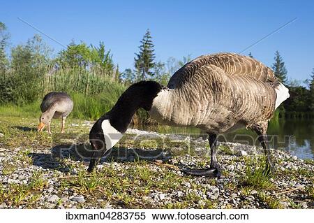 Kanadaganse (Branta canadensis), Paar beim Fressen, Ickinger Stausee, Naturschutzgebiet Isarauen, Pupplinger Au, Oberbayern, Bayern, Deutschland, Europa View Large Photo Image Stock Photography - Kanadaganse (Branta canadensis), Paar beim Fressen, Ickinger Stausee, Naturschutzgebiet Isarauen, Pupplinger Au, Oberbayern, Bayern, Deutschland, Europa. Fotosearch