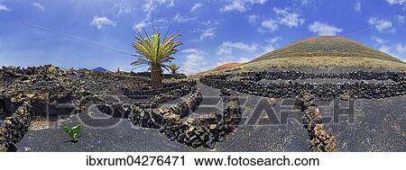Kanarische Dattelpalme (Phoenix canariensis) in Weinfeldern am Montana del Cortijo in den Lavafeldern, Mancha Blanca, Lanzarote, Kanarische Insel, Spanien, Europa View Large Photo Image Stock Image - Kanarische Dattelpalme (Phoenix canariensis) in Weinfeldern am Montana del Cortijo in den Lavafeldern, Mancha Blanca, Lanzarote, Kanarische Insel, Spanien, Europa. Fotosearch