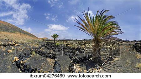 Kanarische Dattelpalme (Phoenix canariensis) im Weinfelder am Montana del Cortijo in den Lavafeldern, Mancha Blanca, Lanzarote, Kanarische Insel, Spanien, Europa View Large Photo Image Stock Photo - Kanarische Dattelpalme (Phoenix canariensis) im Weinfelder am Montana del Cortijo in den Lavafeldern, Mancha Blanca, Lanzarote, Kanarische Insel, Spanien, Europa. Fotosearch