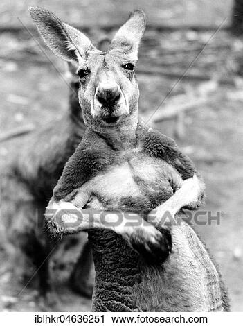 Stock Image - Kangaroo, ca. 1960s, exact place unknown, England. Fotosearch