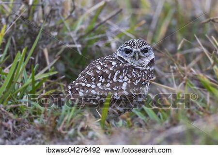 Kaninchenkauz (Athene cunicularia) sitzt im Gras, Florida, USA, Nordamerika View Large Photo Image Stock Image - Kaninchenkauz (Athene cunicularia) sitzt im Gras, Florida, USA, Nordamerika. Fotosearch