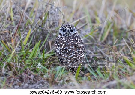 Kaninchenkauz (Athene cunicularia) sitzt im Gras, Florida, USA, Nordamerika View Large Photo Image Stock Photo - Kaninchenkauz (Athene cunicularia) sitzt im Gras, Florida, USA, Nordamerika. Fotosearch