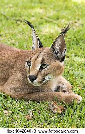 Karakal (Caracal caracal), Alter 18 Monate, liegt im Gras, captive View Large Photo Image Stock Photo - Karakal (Caracal caracal), Alter 18 Monate, liegt im Gras, captive. Fotosearch