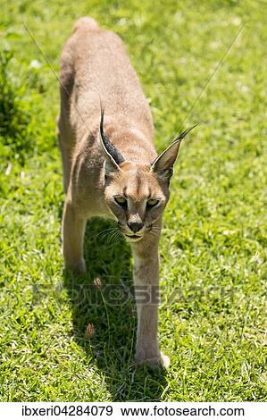 Karakal (Caracal caracal), Alter 18 Monate View Large Photo Image Stock Photo - Karakal (Caracal caracal), Alter 18 Monate. Fotosearch