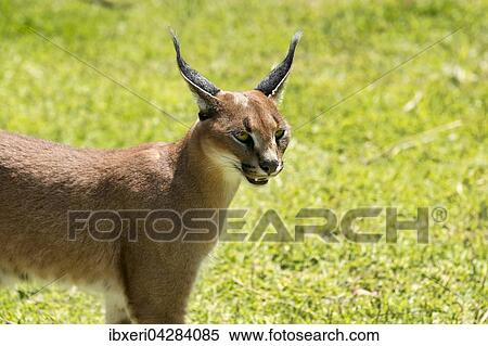 Karakal (Caracal caracal), Alter 18 Monate, captive View Large Photo Image Stock Photography - Karakal (Caracal caracal), Alter 18 Monate, captive. Fotosearch