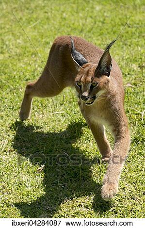 Karakal (Caracal caracal) mit Schatten, Alter 18 Monate, captive View Large Photo Image Stock Photo - Karakal (Caracal caracal) mit Schatten, Alter 18 Monate, captive. Fotosearch