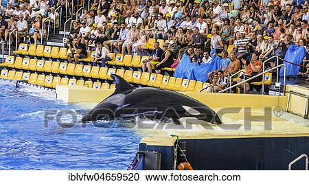 Killer whale (Orcinus orca) ashore, show, captive, Loro Parque, Puerto de la Cruz, Santa Cruz de Tenerife, Tenerife, Canary Islands, Spain, Europe View Large Photo Image Stock Image - Killer whale (Orcinus orca) ashore, show, captive, Loro Parque, Puerto de la Cruz, Santa Cruz de Tenerife, Tenerife, Canary Islands, Spain, Europe. Fotosearch