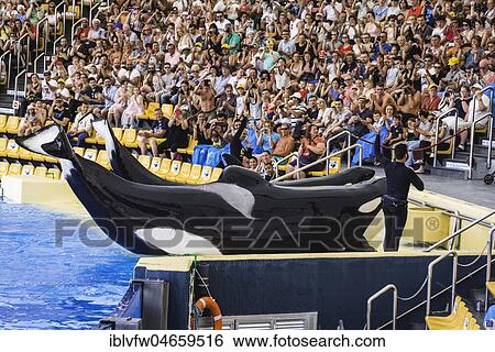 Killer whale (Orcinus orca) ashore, show, captive, Loro Parque, Puerto de la Cruz, Santa Cruz de Tenerife, Tenerife, Canary Islands, Spain, Europe View Large Photo Image Stock Photograph - Killer whale (Orcinus orca) ashore, show, captive, Loro Parque, Puerto de la Cruz, Santa Cruz de Tenerife, Tenerife, Canary Islands, Spain, Europe. Fotosearch