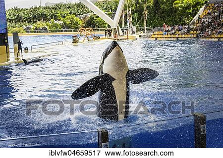 Stock Photo - Killer whale (Orcinus orca), captive, jumps out of the water, show, Loro Parque, Puerto de la Cruz, Santa Cruz de Tenerife, Tenerife, Canary Islands, Spain, Europe. Fotosearch