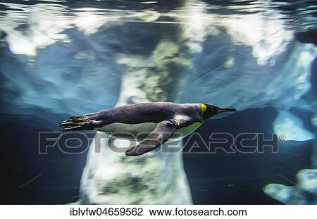 King penguin (Aptenodytes patagonicus) dives, swims underwater, underwater photo, penguinarium planet Penguin, Loro Parque, Tenerife Zoo, Puerto de la Cruz, Tenerife, Canary Islands, Spain, Europe View Large Photo Image Stock Image - King penguin (Aptenodytes patagonicus) dives, swims underwater, underwater photo, penguinarium planet Penguin, Loro Parque, Tenerife Zoo, Puerto de la Cruz, Tenerife, Canary Islands, Spain, Europe. Fotosearch