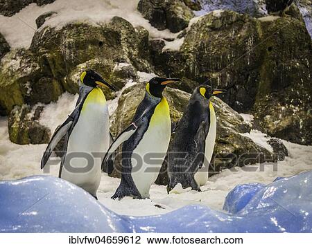 King penguins (Aptenodytes patagonicus), captive, Penguinarium Planet Penguin, Loro Parque, Tenerife Zoo, Puerto de la Cruz, Tenerife, Canary Islands, Spain, Europe View Large Photo Image Stock Image - King penguins (Aptenodytes patagonicus), captive, Penguinarium Planet Penguin, Loro Parque, Tenerife Zoo, Puerto de la Cruz, Tenerife, Canary Islands, Spain, Europe. Fotosearch