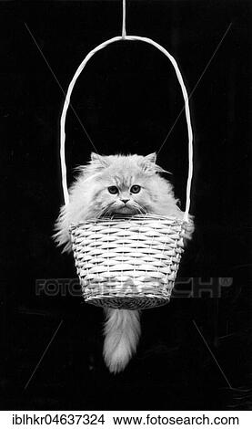 Picture - Kitten sitting in a basket, ca. 1970s, exact place unknown, Austria, Europe. Fotosearch