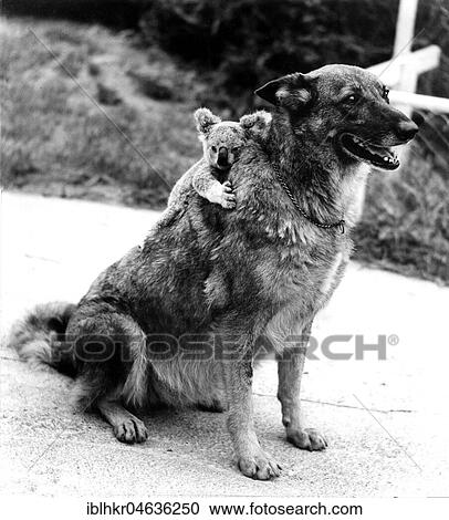 Stock Image - Koala on the back of a dog, ca. 1960s, exact place unknown, England. Fotosearch