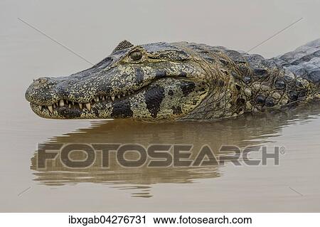 Kopf, Brillenkaiman, auch Sudlicher Brillenkaiman (Caiman yacare), Rio Cuiaba, Pantanal, Brasilien, Sudamerika View Large Photo Image Stock Image - Kopf, Brillenkaiman, auch Sudlicher Brillenkaiman (Caiman yacare), Rio Cuiaba, Pantanal, Brasilien, Sudamerika. Fotosearch
