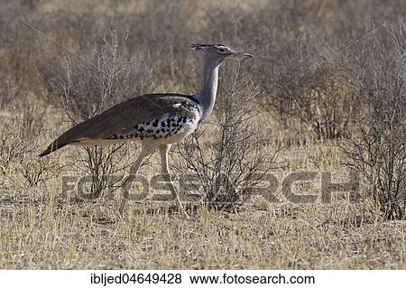 Kori bustard (Ardeotis kori), looking for prey in dry grass, Kgalagadi Transfrontier Park, Northern Cape, South Africa, Africa View Large Photo Image Stock Photo - Kori bustard (Ardeotis kori), looking for prey in dry grass, Kgalagadi Transfrontier Park, Northern Cape, South Africa, Africa. Fotosearch