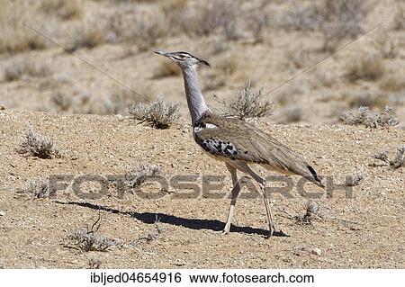Stock Photograph - Kori bustard (Ardeotis kori) moving on arid ground, Kgalagadi Transfrontier Park, Northern Cape, South Africa, Africa. Fotosearch