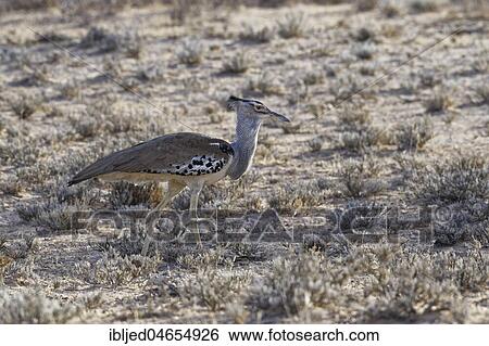 Kori bustard (Ardeotis kori) moving on arid ground, Kgalagadi Transfrontier Park, Northern Cape, South Africa, Africa View Large Photo Image Stock Photograph - Kori bustard (Ardeotis kori) moving on arid ground, Kgalagadi Transfrontier Park, Northern Cape, South Africa, Africa. Fotosearch
