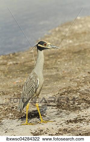 Krabbenreiher (Nycticorax violaceus), Ding Darling National Wildlife Refuge, Sanibel Island, Florida, USA, Nordamerika View Large Photo Image Stock Image - Krabbenreiher (Nycticorax violaceus), Ding Darling National Wildlife Refuge, Sanibel Island, Florida, USA, Nordamerika. Fotosearch